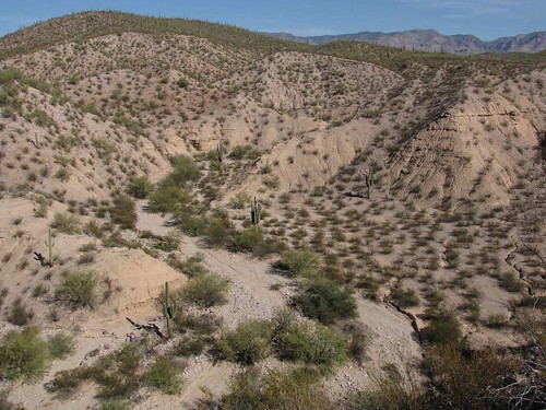 arizona plants usa mountains landscapes desert unitedstatesofamerica gps 2009
