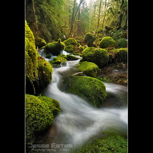 creek moss columbiarivergorge oneontacreek jesseestesphotography
