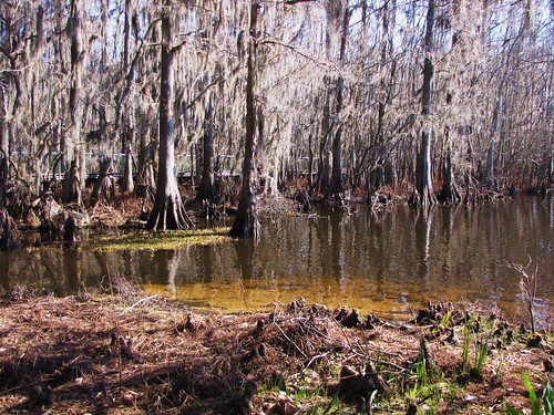 park wood travel trees usa lake reflection green nature water canon landscapes daylight louisiana scenery view state south peaceful powershot swamp spanishmoss daytime cypresses tranquil baldcypress cypressknees sx10is waltphotos