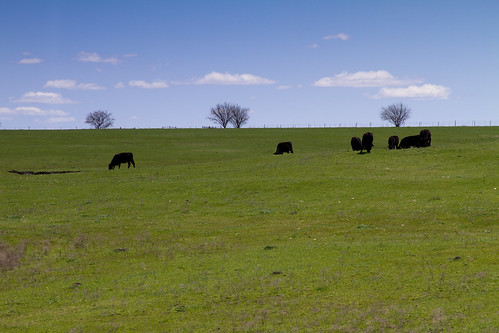 blue trees sky green cows tx pasture hutto