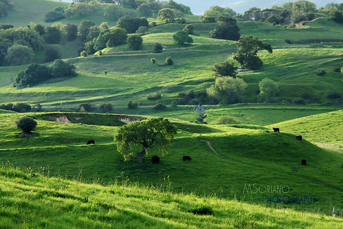 california trees green grass sunrise spring exposure open cows space hills bayarea eastbay fusion concord hdr photomatix limeridge
