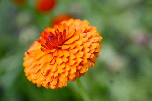 orange flower green garden petals dow dowgardens excellentsflowers flickrsportal