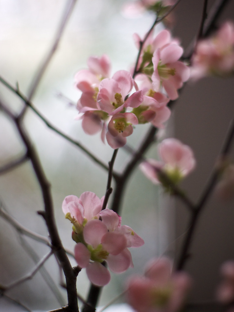 Quince Blossoms 1