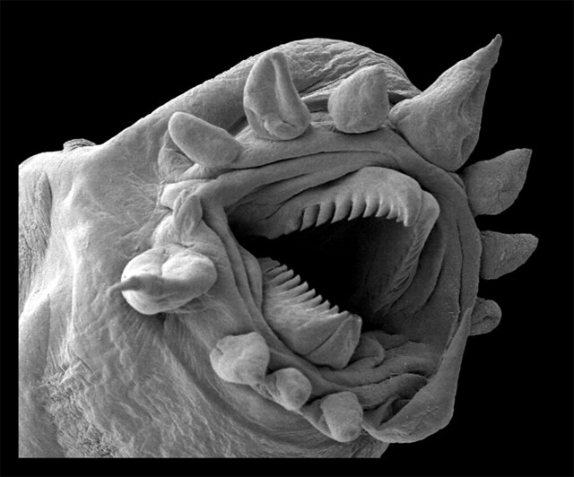 Hydrothermal worm
