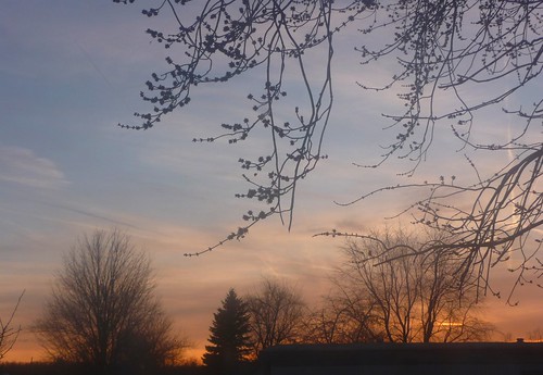 blue trees winter sunset sky orange sun west night clouds march day skies dusk belmont michigan