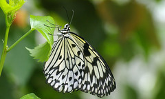 Zoo Butterfly 3