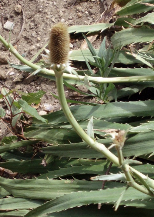 Eryngium agavifolium 4111232179_7d468b837c_o