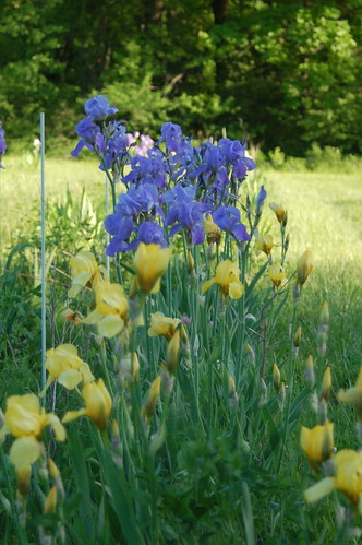 blue iris flower nature field yellow landscape purple group bloom beardediris clump bluerhythm