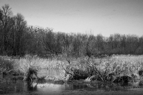 ohio bw landscape blackwhite aperture birding wetlands nik rookery nests heronrookery killbuck silverefexpro columbusaudubon killbuckwetlands