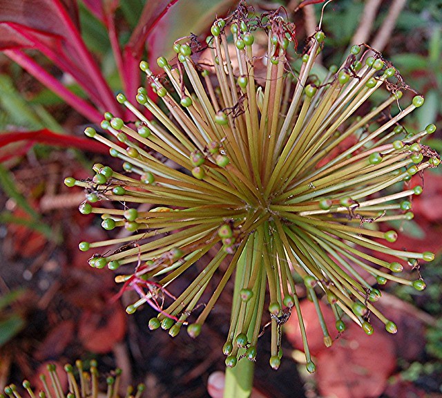 Blood Lily transforming from gigantic red flower dome to cluster support for next year's bulbs
