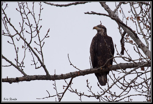 bird nature canon geotagged eagle wildlife baldeagle avian 100400 geo:lat=48911303 geo:lon=11874577