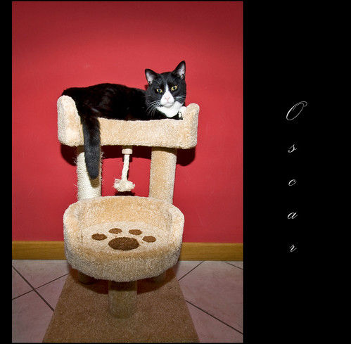 italy flickr italia raw piemonte piedmont 10mm catcats casalemonferrato gattogatti nikond80 photoshopcs4 tamron1024 simonearrigone
