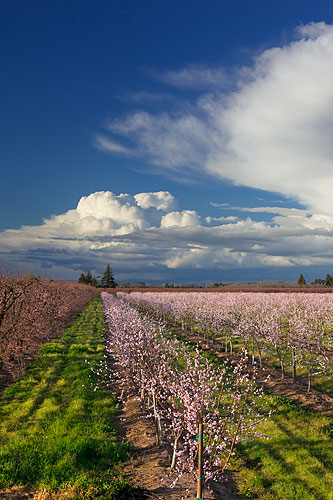 california flowers fruit blossom peach bloom peaches crops sacramento agriculture northern orchards blooming valleytrees