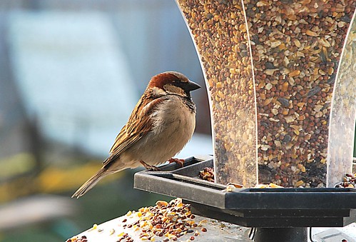 bird birdfeeder sparrow supershot avianexcellence