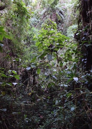 peru peruvianandes abrapatricia owletlodge peruviancloudforest longwhiskeredowlettrail