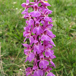 Early purple Orchid