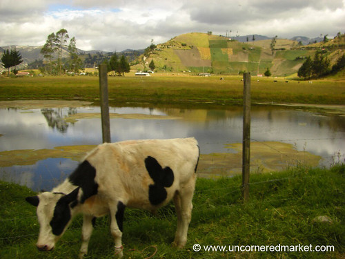 landscape cow ecuador agriculture dpn chugchilan quilotoaloop