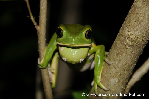 nightphotography tree green reptile concepcion frog paraguay rana dpn elroble