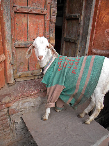 goat in a coat
