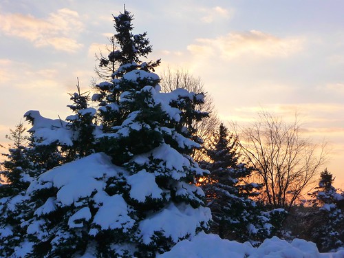 morning trees sky snow cold west pine sunrise dawn december belmont michigan sunday