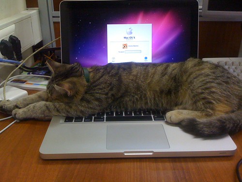 Cats Love Macs, too ;)
