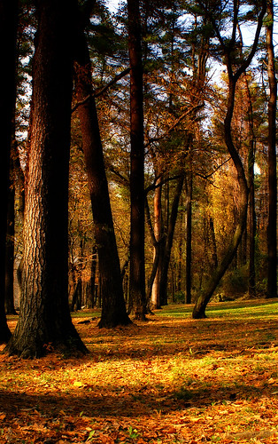 trees forest landscape woods