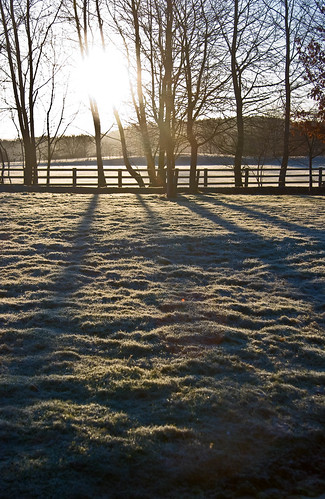 trees sun sunrise work march shadows lawn 2010 project365 canoneos400d project3652010