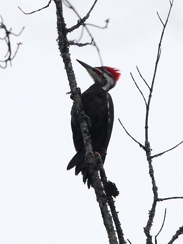Photograph titled 'Pileated Woodpecker'