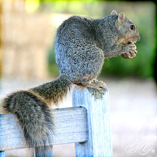 california county orange nature animal animals gardens canon garden bench botanical photography rodent furry squirrel squirrels natural eating tail walnut nuts walnuts arboretum southern eat botanic gonzalez nut benches oc fullerton rodents marcie tails bushy marciegonzalez marciegonzalezphotography