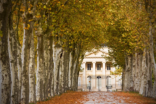 autumn france tree automne alley wine perspective bordeaux vin arbre château margaux allée platane aquitaine gironde médoc châteaumargaux leuropepittoresque