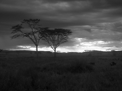 africa sunset tanzania dusk safari vulture serengeti acacia wildebeest