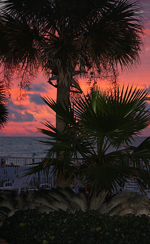 beach sunrise palms gulfshoresalabama