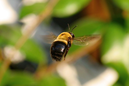 nature bug insect flying alabama bee bumblebee andalusia dozier sigma70300mmf46macro