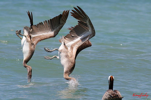 brown bird flying inflight costarica diving pelican liberia synchronized