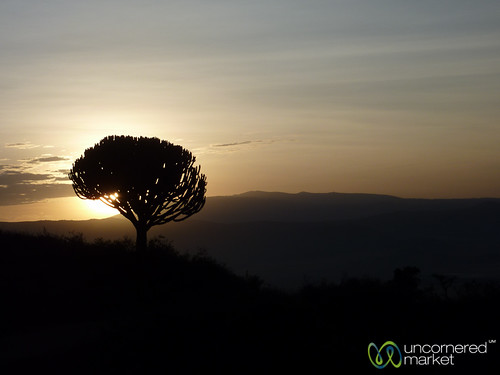 africa tree sunrise tanzania safari ngorongoro ngorongorocrater daybreak eastafrica tanzaniasafari dna2tanzania