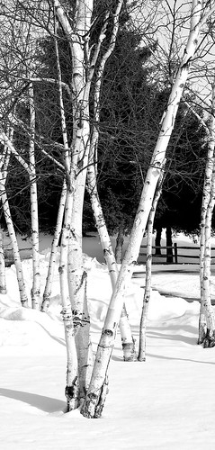 trees winter bw monochrome blackwhite newyorkstate birchtrees glimmerglass otsegocounty glimmerglassoperahouse edbrodzinsky
