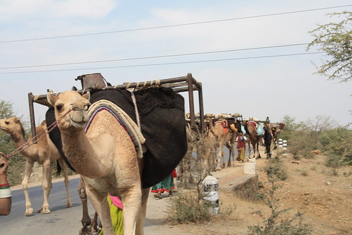 india animal camel rajasthan chittorgarh nomadic