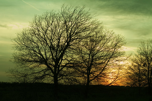 trees sunset silhouette landscape texas tx 365 pflugerville