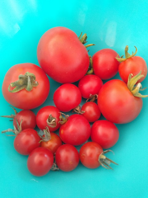 late harvest of tomatoes