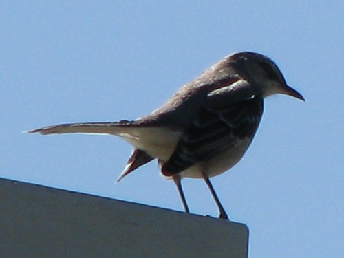 bird texas northernmockingbird mockingbird mimuspolyglottos texasstatebird balconescanyonlands balconescanyonlandsnationalwildliferefuge mlhradio