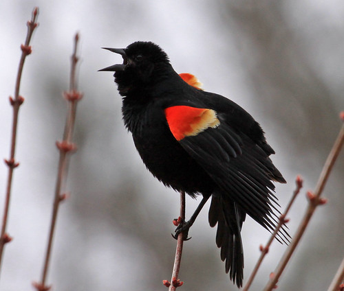 Red-winged Blackbird - detail
