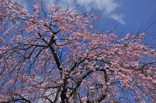 sky cherryblossom サクラ シダレザクラ バラ科rosaceae
