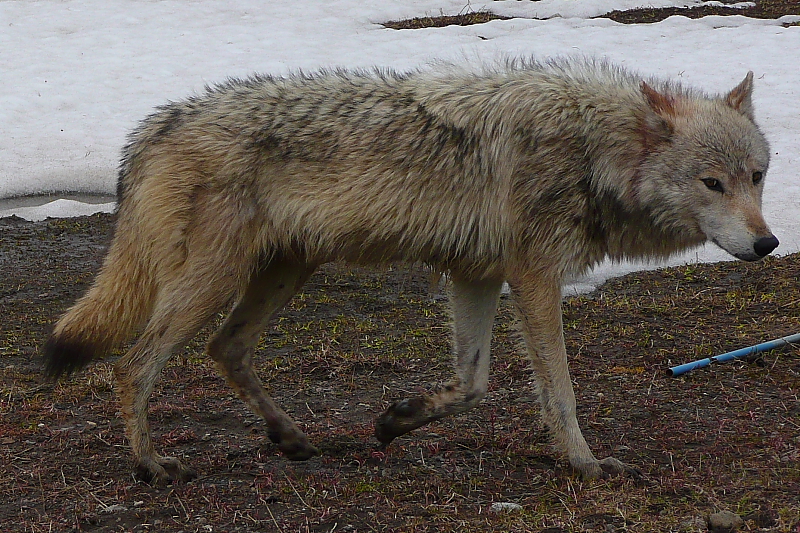 P1110678_2 Wolf, Yellowstone National Park