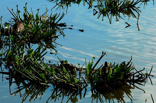 mallard wildduck anasplatyrhynchos marsh park cattails water ducks green bluewildfowl