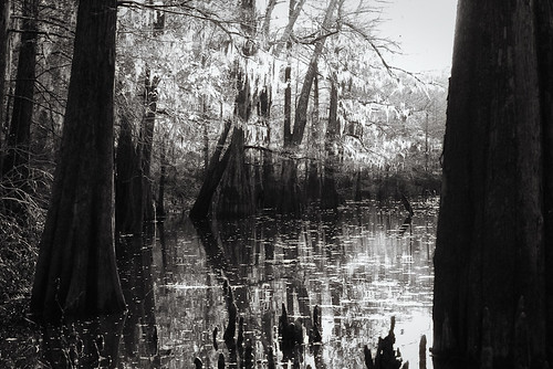 trees fall moss pond louisiana mud bayou swamp cypress trout snakes horseshoelake backwater littlecreek blackandwhitephotos