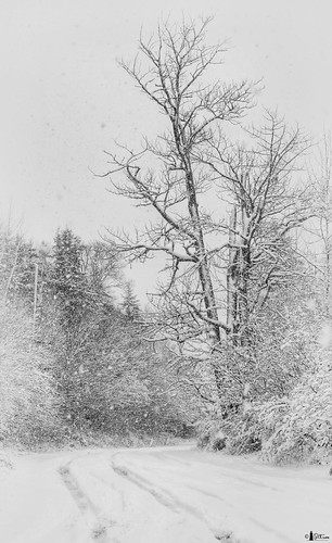 winter bw snow canada novascotia nikond70s capebreton cs3 snowontheground arrrrg snowintheair miragut snowinthetrees niksfilters