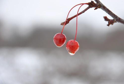winter red two white cold wet drops stem december pair glossy together round tandem partners crabapples snowmelt mortonarboretum notcherries facingtheworld