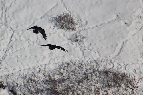 snow flight ravens deertracks efs55250mmf456is