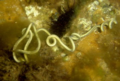 Ribbon worms