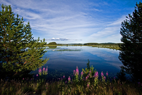 lake tree finland scenery view fir lieksa